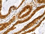 Phospho-JIP1 (Thr205) Antibody in Immunohistochemistry (Paraffin) (IHC (P))