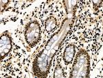 Phospho-JIP1 (Thr205) Antibody in Immunohistochemistry (Paraffin) (IHC (P))