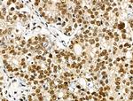 Phospho-JIP1 (Thr205) Antibody in Immunohistochemistry (Paraffin) (IHC (P))