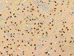 Phospho-JIP1 (Thr205) Antibody in Immunohistochemistry (Paraffin) (IHC (P))