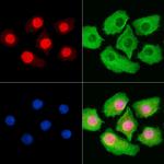 Phospho-MCM2 (Ser41) Antibody in Immunocytochemistry (ICC/IF)