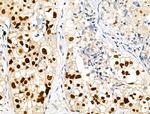 Phospho-MCM2 (Ser41) Antibody in Immunohistochemistry (Paraffin) (IHC (P))