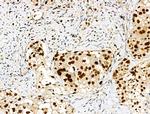 Phospho-MCM2 (Ser41) Antibody in Immunohistochemistry (Paraffin) (IHC (P))