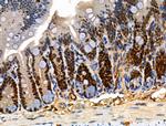 Phospho-MCM2 (Ser41) Antibody in Immunohistochemistry (Paraffin) (IHC (P))