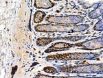 Phospho-MCM2 (Ser41) Antibody in Immunohistochemistry (Paraffin) (IHC (P))