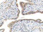 Phospho-MEK7 (Thr275) Antibody in Immunohistochemistry (Paraffin) (IHC (P))