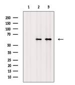 Phospho-MEK7 (Thr275) Antibody in Western Blot (WB)