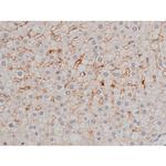 Phospho-p70 S6 Kinase (Thr252) Antibody in Immunohistochemistry (Paraffin) (IHC (P))