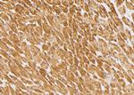 Phospho-Phospholamban (Ser16, Thr17) Antibody in Immunohistochemistry (Paraffin) (IHC (P))