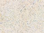 Phospho-Phospholamban (Ser714) Antibody in Immunohistochemistry (Paraffin) (IHC (P))