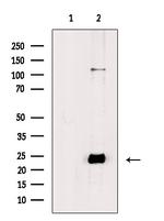 Phospho-Phospholamban (Ser714) Antibody in Western Blot (WB)