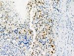 Phospho-SAMHD1 (Thr592) Antibody in Immunohistochemistry (Paraffin) (IHC (P))