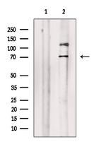 Phospho-SAMHD1 (Thr592) Antibody in Western Blot (WB)