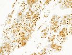 Phospho-SHP2 (Tyr580) Antibody in Immunohistochemistry (Paraffin) (IHC (P))