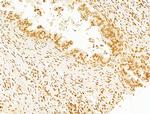 Phospho-SHP2 (Tyr580) Antibody in Immunohistochemistry (Paraffin) (IHC (P))