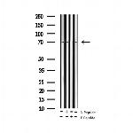 Phospho-SHP2 (Tyr580) Antibody in Western Blot (WB)