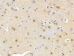 Phospho-MAPKAP1 (Thr86) Antibody in Immunohistochemistry (Paraffin) (IHC (P))