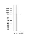 Phospho-MAPKAP1 (Thr86) Antibody in Western Blot (WB)