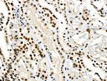 Phospho-SMAD5 (Ser463, Ser465) Antibody in Immunohistochemistry (Paraffin) (IHC (P))