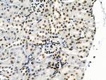 Phospho-SRPK2 (Thr492) Antibody in Immunohistochemistry (Paraffin) (IHC (P))