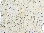 Phospho-SRPK2 (Thr492) Antibody in Immunohistochemistry (Paraffin) (IHC (P))