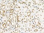 Phospho-SRPK2 (Thr492) Antibody in Immunohistochemistry (Paraffin) (IHC (P))