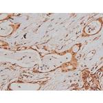 Phospho-Tau (Ser579) Antibody in Immunohistochemistry (Paraffin) (IHC (P))