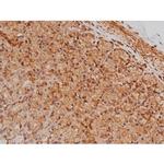 Phospho-Tau (Ser579) Antibody in Immunohistochemistry (Paraffin) (IHC (P))