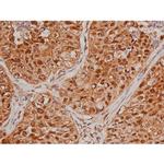 Phospho-Tau (Ser579) Antibody in Immunohistochemistry (Paraffin) (IHC (P))