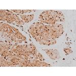 Phospho-Tau (Ser579) Antibody in Immunohistochemistry (Paraffin) (IHC (P))