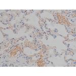 Phospho-Tau (Ser673) Antibody in Immunohistochemistry (Paraffin) (IHC (P))