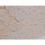 Phospho-Tau (Ser673) Antibody in Immunohistochemistry (Paraffin) (IHC (P))