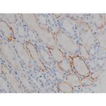 Phospho-Tau (Ser673) Antibody in Immunohistochemistry (Paraffin) (IHC (P))