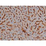 Phospho-Tau (Ser673) Antibody in Immunohistochemistry (Paraffin) (IHC (P))