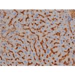 Phospho-Tau (Ser673) Antibody in Immunohistochemistry (Paraffin) (IHC (P))