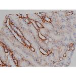 Phospho-Tau (Ser673) Antibody in Immunohistochemistry (Paraffin) (IHC (P))