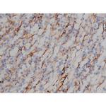 Phospho-Tau (Ser673) Antibody in Immunohistochemistry (Paraffin) (IHC (P))