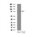 Phospho-Tau (Ser673) Antibody in Western Blot (WB)