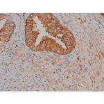 Phospho-Tau (Ser721) Antibody in Immunohistochemistry (Paraffin) (IHC (P))