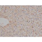 Phospho-Tau (Ser721) Antibody in Immunohistochemistry (Paraffin) (IHC (P))