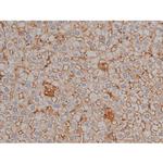 Phospho-Tau (Ser721) Antibody in Immunohistochemistry (Paraffin) (IHC (P))