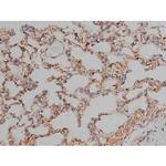 Phospho-Tau (Ser721) Antibody in Immunohistochemistry (Paraffin) (IHC (P))