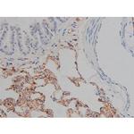 Phospho-Tau (Ser721) Antibody in Immunohistochemistry (Paraffin) (IHC (P))