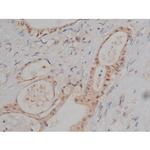 Phospho-Tau (Ser721) Antibody in Immunohistochemistry (Paraffin) (IHC (P))