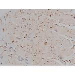 Phospho-Tau (Ser721) Antibody in Immunohistochemistry (Paraffin) (IHC (P))