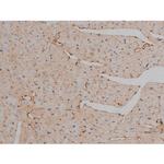 Phospho-Tau (Ser721) Antibody in Immunohistochemistry (Paraffin) (IHC (P))