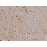 Phospho-Tau (Ser721) Antibody in Immunohistochemistry (Paraffin) (IHC (P))