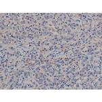 Phospho-Tau (Ser739) Antibody in Immunohistochemistry (Paraffin) (IHC (P))