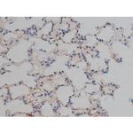 Phospho-Tau (Ser739) Antibody in Immunohistochemistry (Paraffin) (IHC (P))