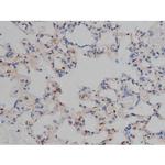 Phospho-Tau (Ser739) Antibody in Immunohistochemistry (Paraffin) (IHC (P))